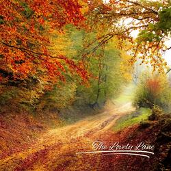 The Lovely Lane