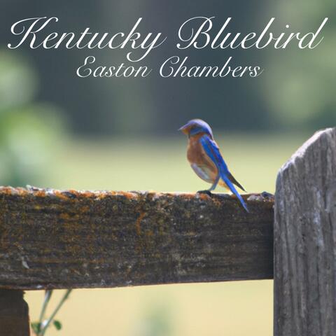 Kentucky Bluebird
