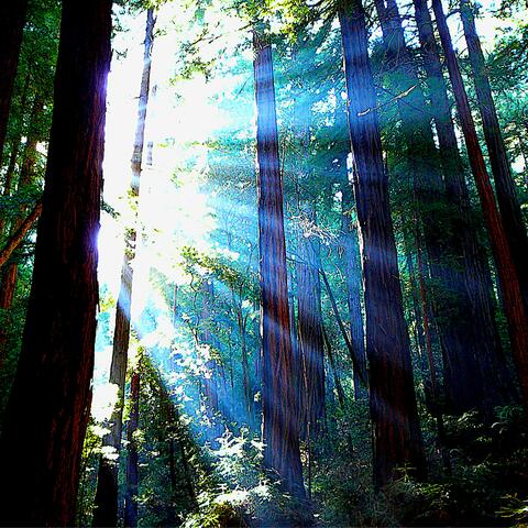 Redwoods & Hope