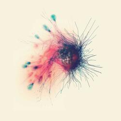 Cells
