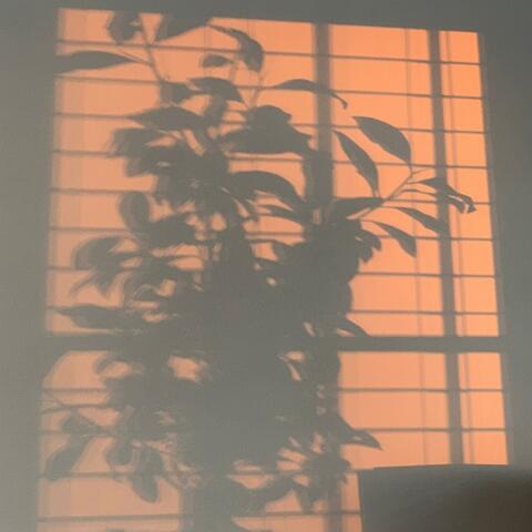 Luminous Echoes
