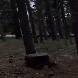 Spirit Of The Forest