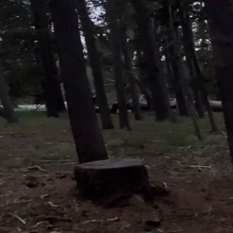 Spirit Of The Forest