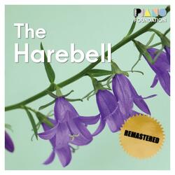 The Harebell