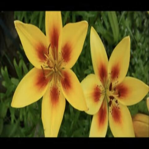 Hodha nje lule ne ferre