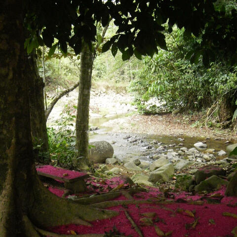 PURA VIDA