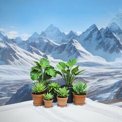 plantas en la nieve. (intro)