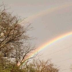 Sunflowers (What Could We Be Now?)