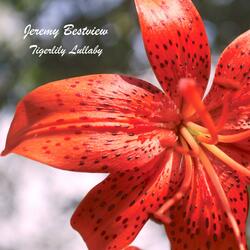 Tigerlily Lullaby