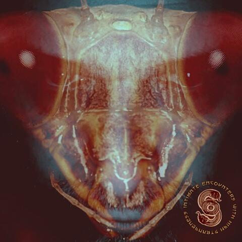 Intimate Encounters With High Strangeness