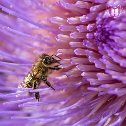 Abejas