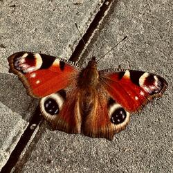 fred (a guitar sample)