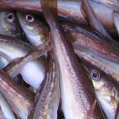 Cod