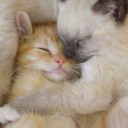 heavensent (feat. xternalz & vin0)