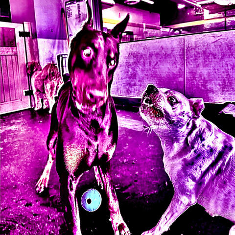 Dog Park