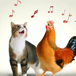 貓與雞愉快叫一聲