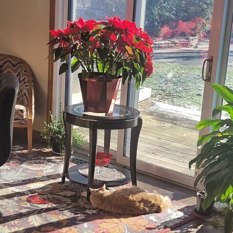 A Minor Rhapsody (Farnaz's Theme)