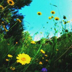 Les belles choses que je dessine