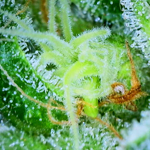 Mr. Sticky4u Presents...