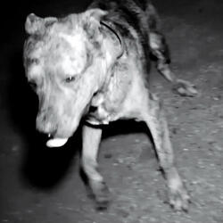 Night Fire (Radio Edit)