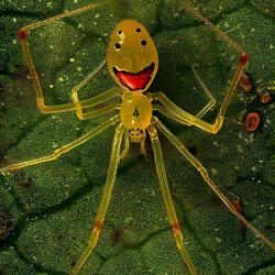 Happy Face Spider