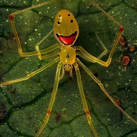 Happy Face Spider