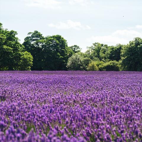 Lavender Field   (Live)