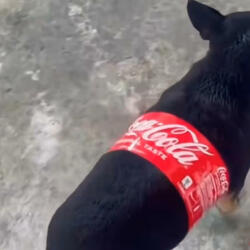 pills all on da counter (feat. luvwillow & n:3)