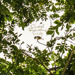 Comstock Birdwatching Society