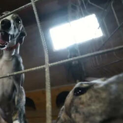 AMOR DE KINKY (DARK)