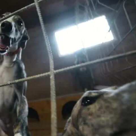 AMOR DE KINKY (DARK)