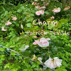 Charm