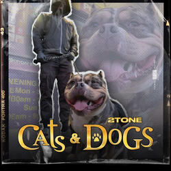 Cats & Dogs