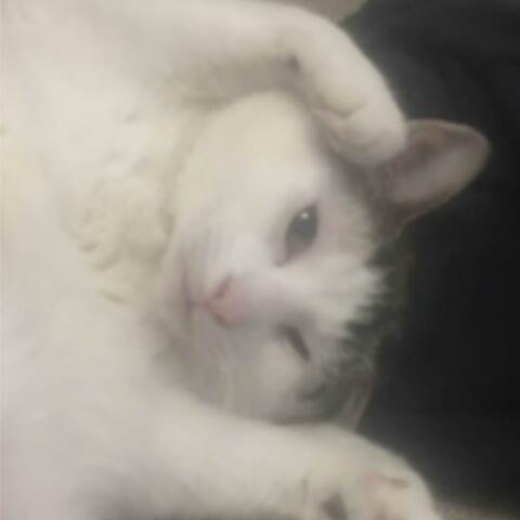 cutecatsoundeffect.mp3