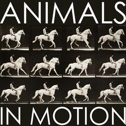 Animals In Motion