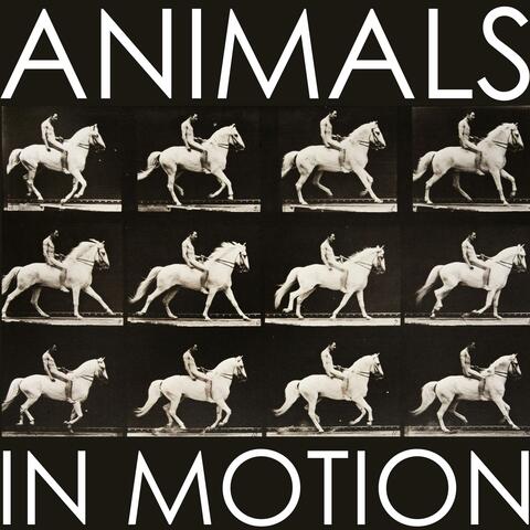 Animals In Motion