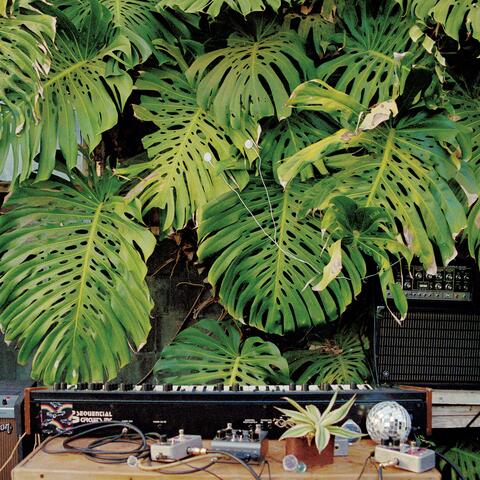 Shirley Shirley Shirley! (Plant Music Vol 1)