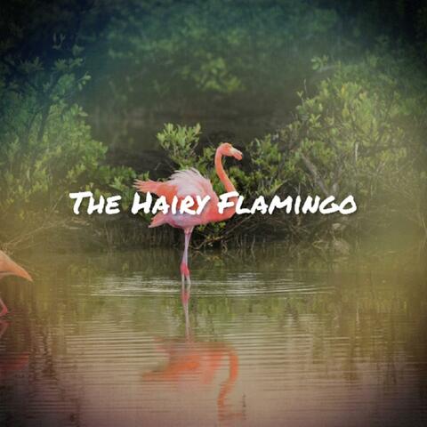 The Hairy Flamingo