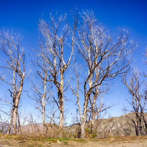 Deadland