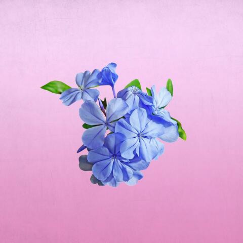 bubblegum