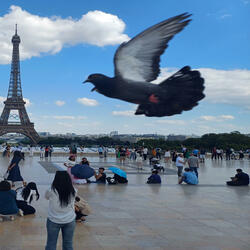 my PARIS OLYMPICS MUSIC ONLY !!!