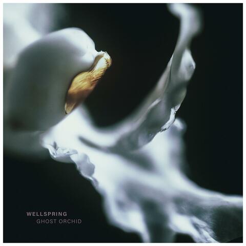 Ghost Orchid