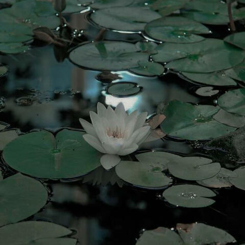 Blooming Of A Water Lily