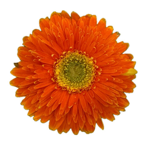 Fragrances of Prayer