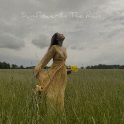 Sunflower In The Rain
