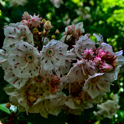 Mountain Laurel Incantation