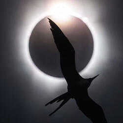Shadows if Sorrow