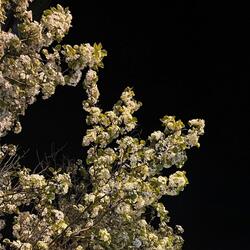 How Long The Devil's Been Gone (II)