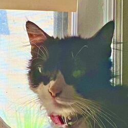 intentions (feat. Prøphet & Synful!)