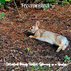 Cottontail Bunny Rabbit Relaxing in a Garden